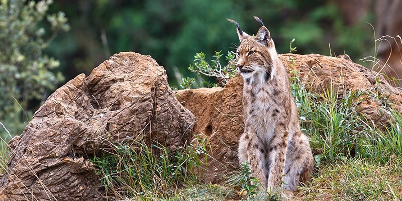 Magtel: technological innovation for the protection of the iberian lynx - Magtel